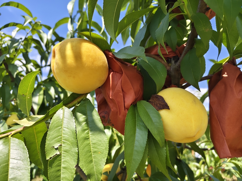 金黃色的黃桃掛滿枝頭 金莎  攝