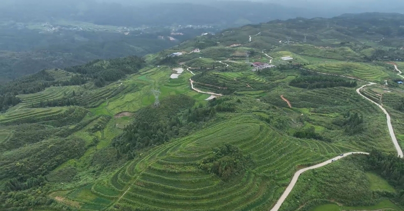 天柱縣辣椒種植基地。