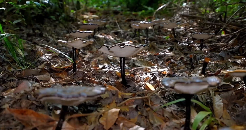 鎮遠縣大地鄉靈芝種植基地的靈芝長勢喜人。
