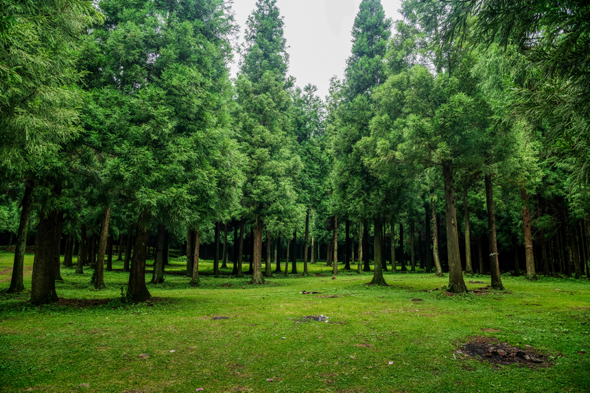 《清新雨奪箐》。肖本祥攝