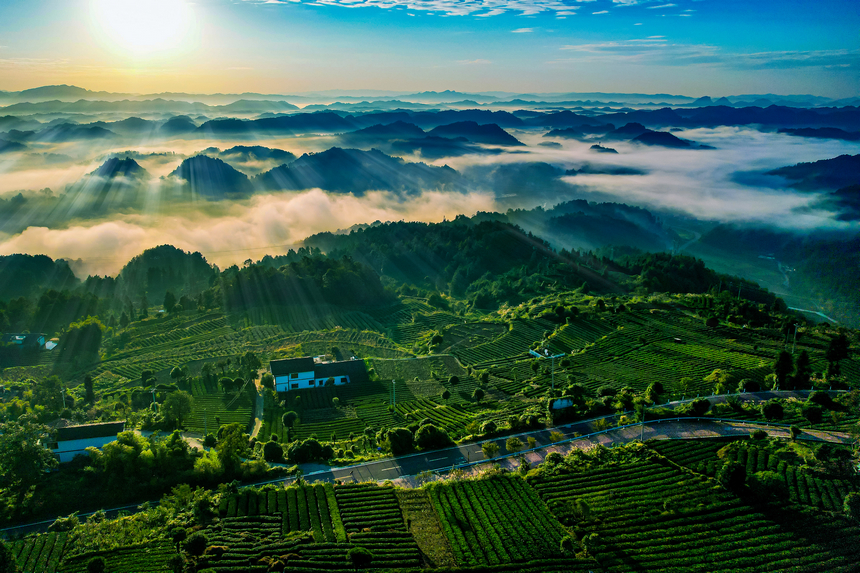 湄潭縣生態茶干凈茶。 黃俊攝