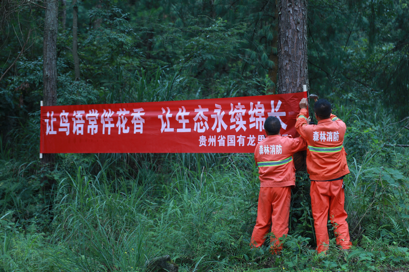 護林員們正在林區懸掛森林保護宣傳標語。