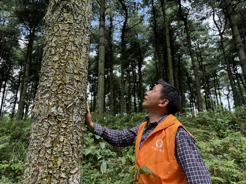 護林員李書國查看林木長勢情況。
