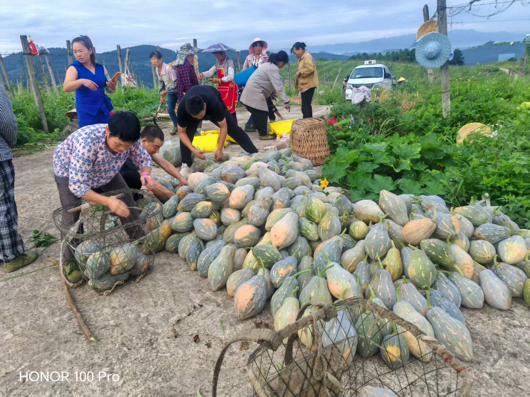 村民正在搬運南瓜。