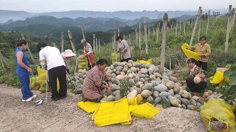 村民將采摘的南瓜裝袋。