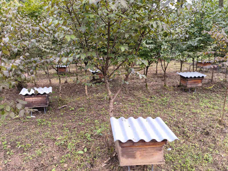 林下養殖蜜蜂。李云攝