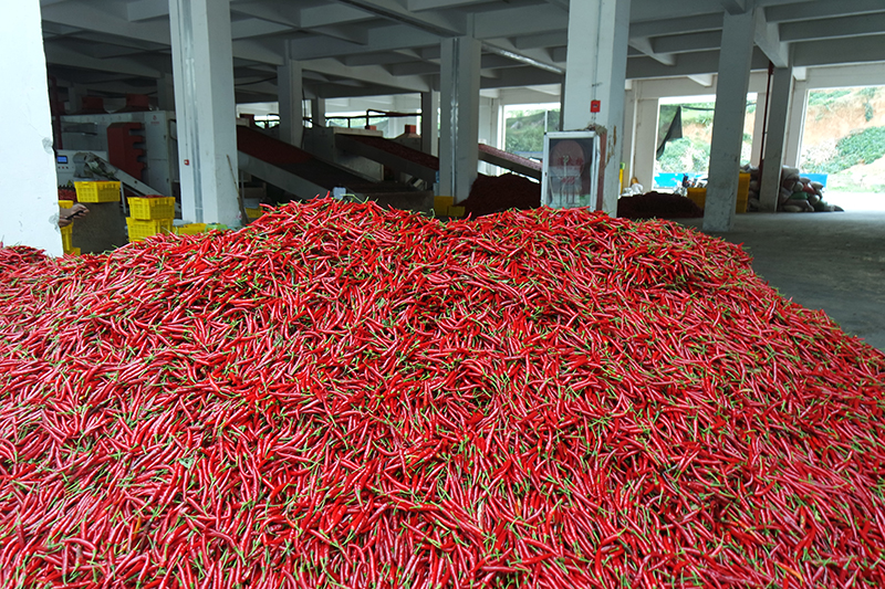 辣椒紅似火，產業勢如虹。