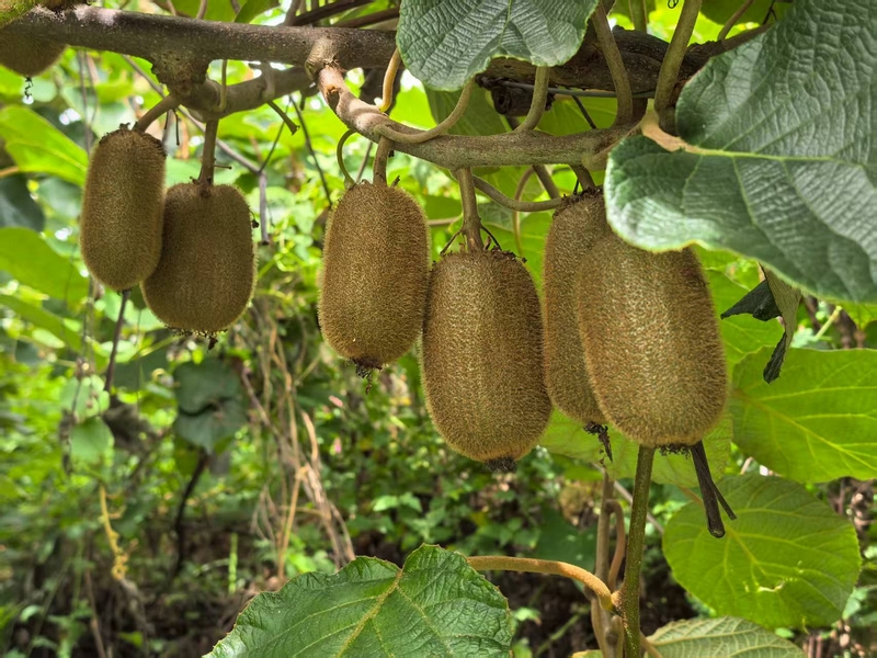 果園里種植的獼猴桃。楊洋 攝.jpg