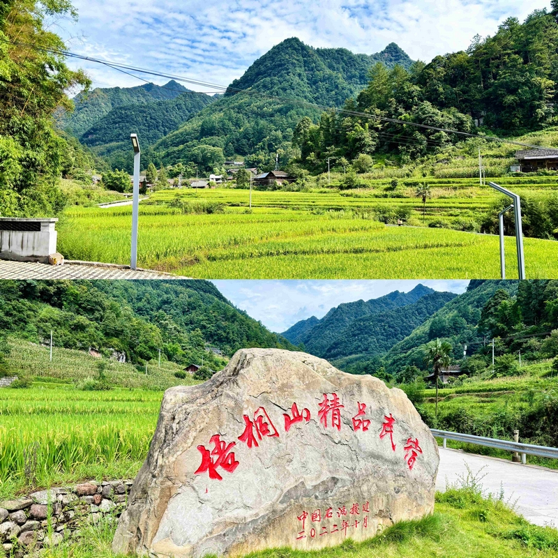 踏入梧桐山民宿的瞬間，喧囂被青山濾得干干凈凈。.jpg