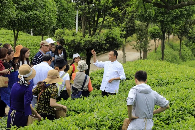游客道茶葉基地.jpg