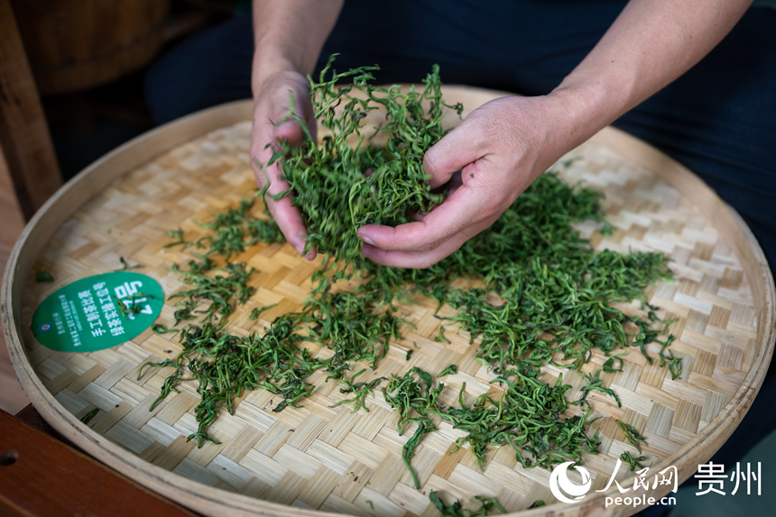 手工綠茶加工比賽現場。人民網記者 涂敏攝