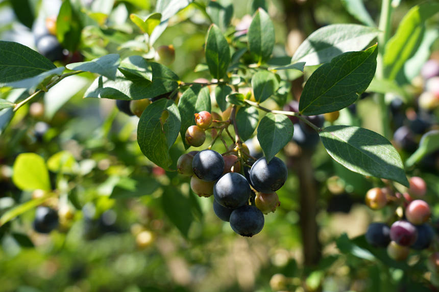 顆粒飽滿的藍莓。