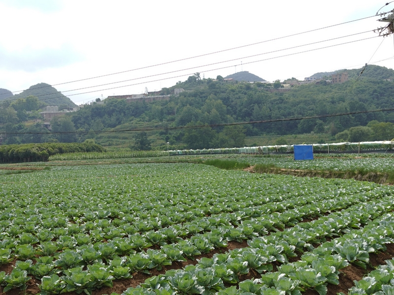 暗流鎮的蔬菜種植基地。胡約姣 攝.jpg