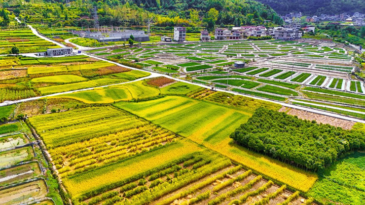 制種早稻豐收忙。