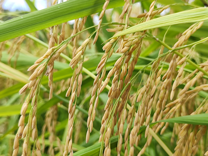 制種早稻豐收忙。