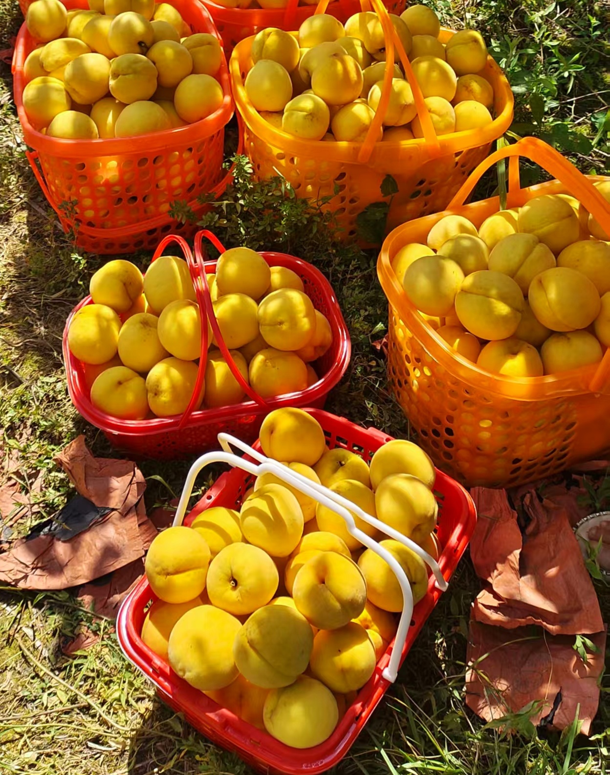 采摘的新鮮黃桃。