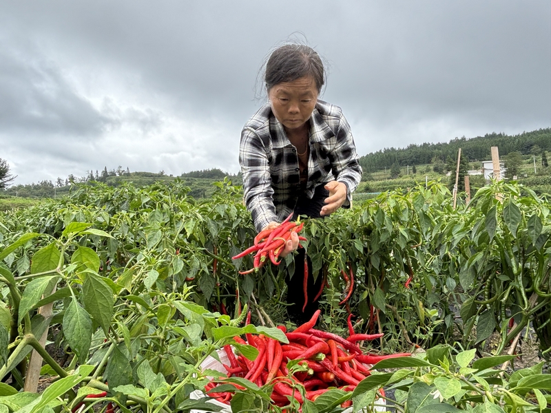 當地務工人員在基地采收辣椒.jpg