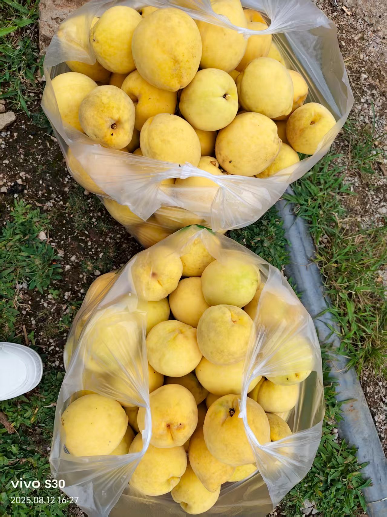 圖為成熟的黃桃。