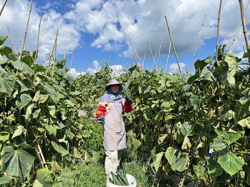 白云鎮林下村黃瓜豐產俏銷大灣區。