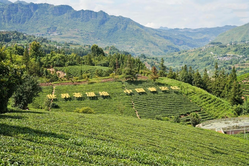 茶園一角。主辦方供圖