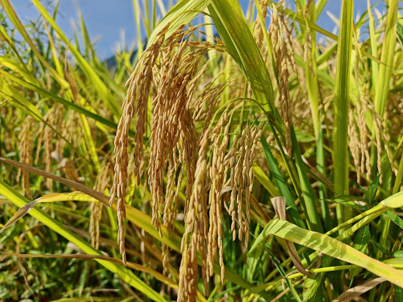 沉甸甸稻穗低垂，孕育豐收好年景。羅金 攝