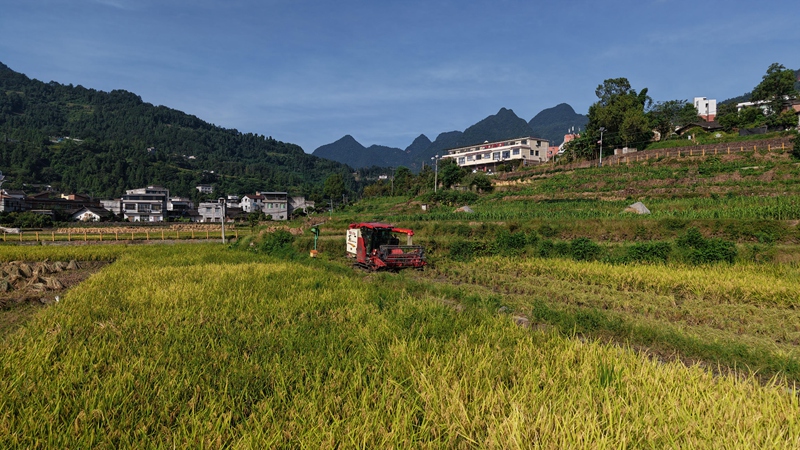 收割機穿梭梯田，機械化秋收正忙 。羅金 攝1