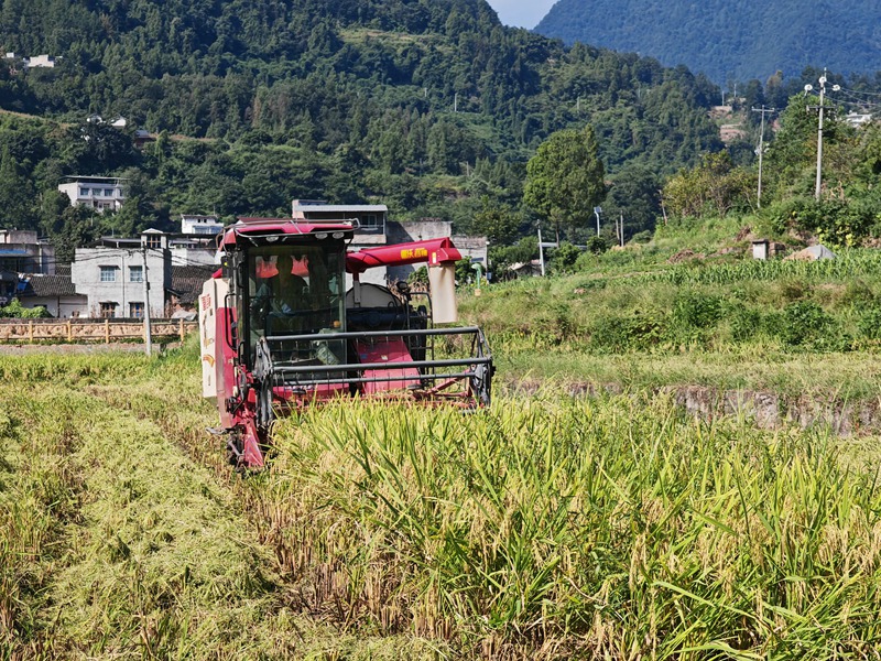 收割機穿梭梯田，機械化秋收正忙。羅金 攝