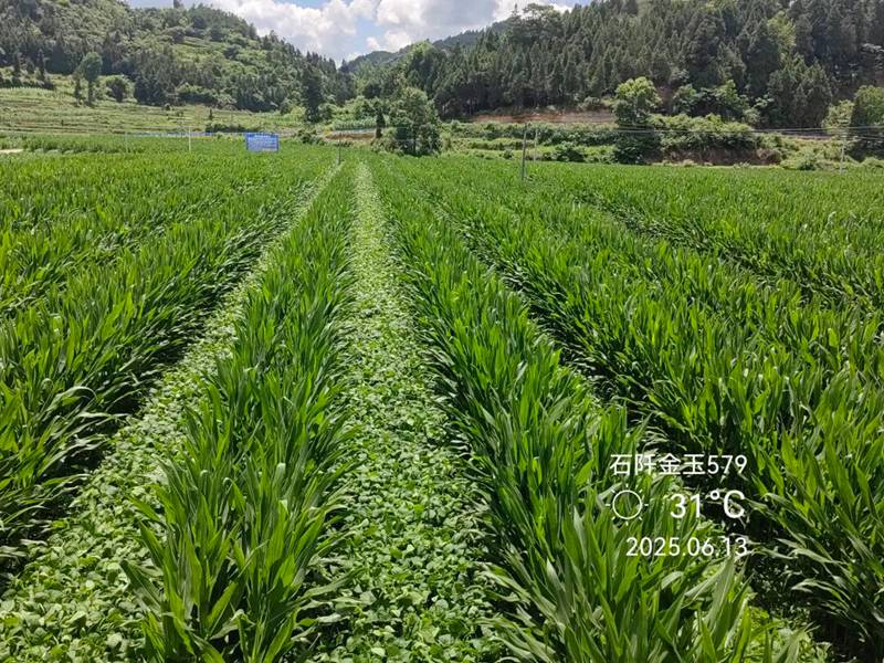 基地生長期情況。