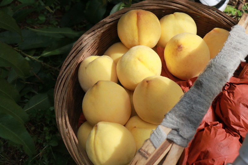 朱昌鎮青杠村黃桃基地迎來豐收季  農戶正在采摘。馬諾楠攝