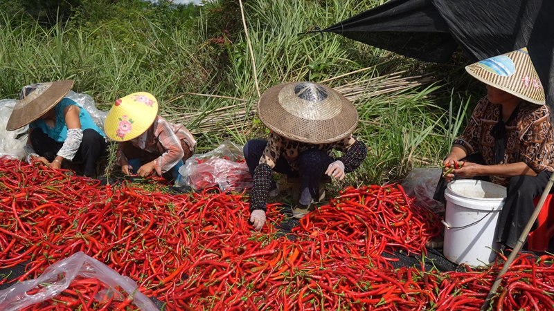 黃亮種植的辣椒產業正在豐收。