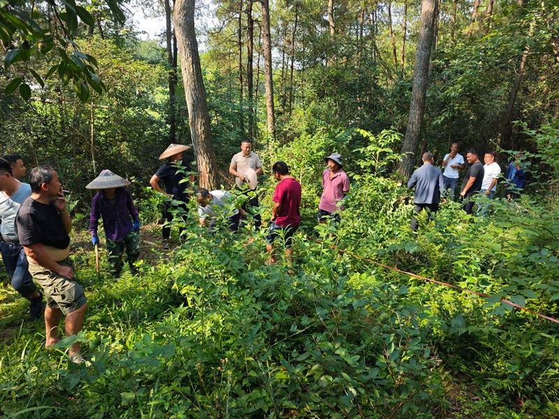 銅吉鐵路項目征地林地現場測量。