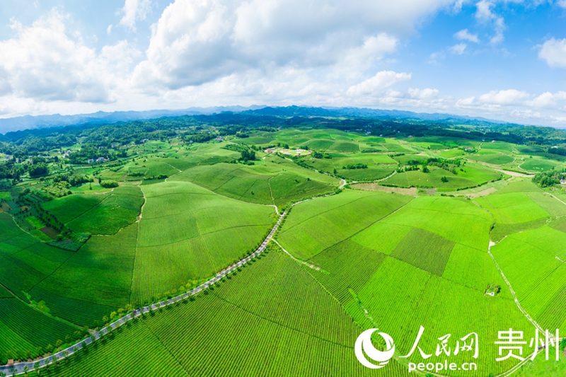 湄潭萬畝茶海。人民網記者 涂敏攝.jpg