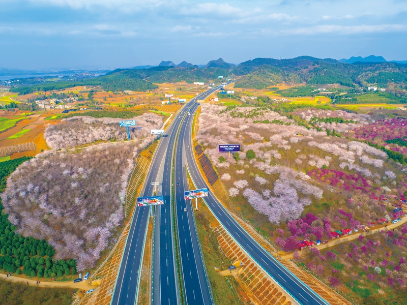 “三季有花，四季常青” 滬昆高速公路紅楓湖段沿途櫻花盛開。貴州省交通運輸廳供圖.jpg