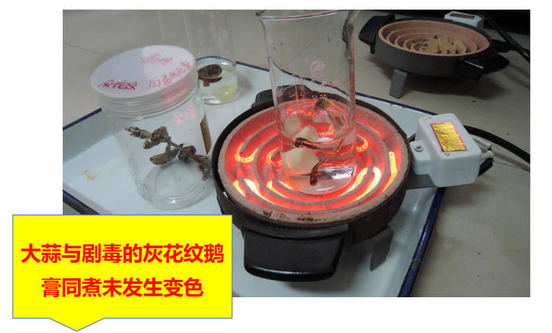大蒜與劇毒的灰花紋鵝膏同煮未發生變色。