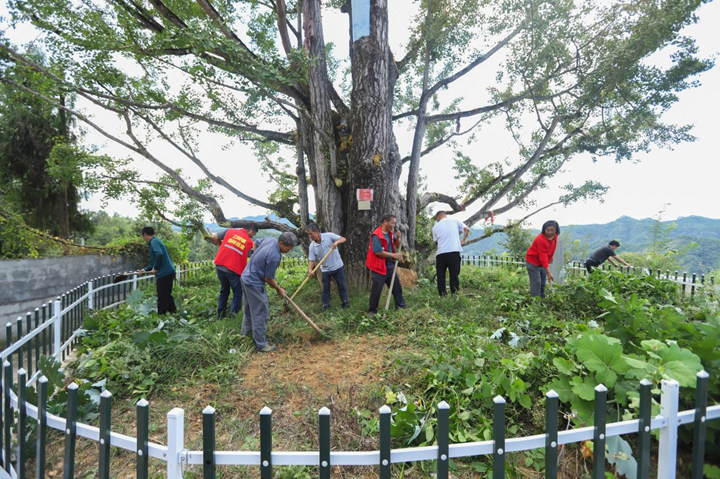 6464棵古樹名木投保 14棵珍稀大樹復壯復生機。