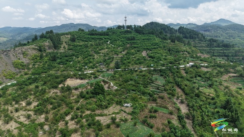 松桃迓駕鎮：1400畝花生賦能鄉村振興。