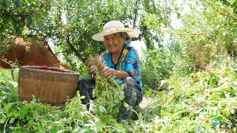 松桃迓駕鎮：1400畝花生賦能鄉村振興。