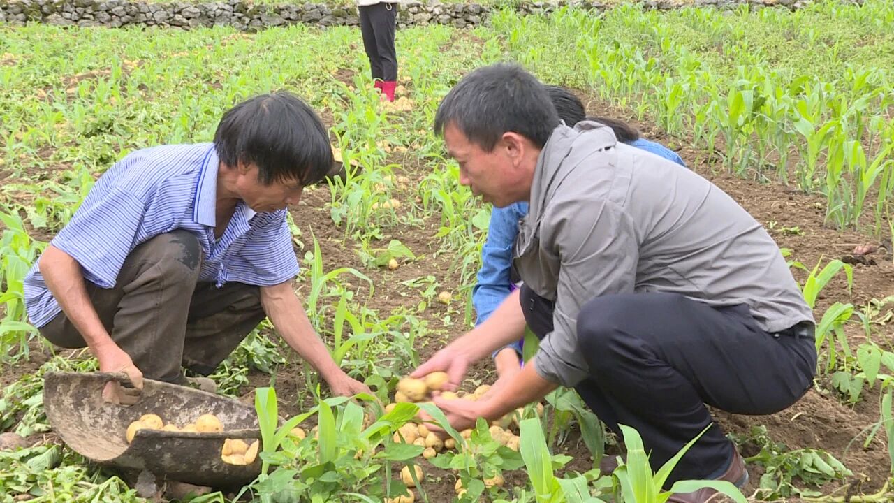 圖為科技特派員指導馬鈴薯種植技術。