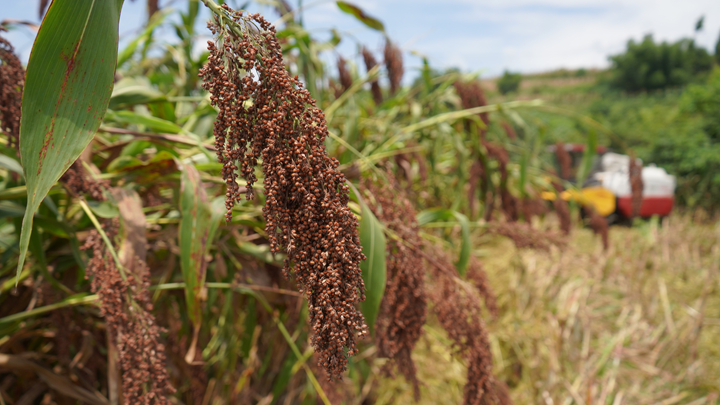 紅彤彤的高粱。