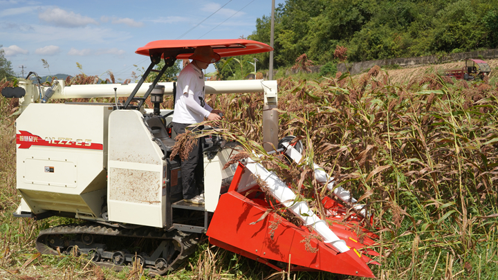 新型高粱收割機正開足馬力采收高粱。