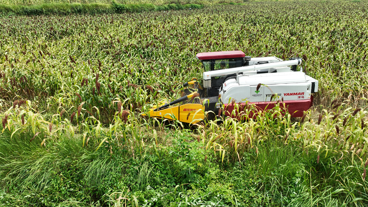 新型高粱收割機正開足馬力采收高粱。