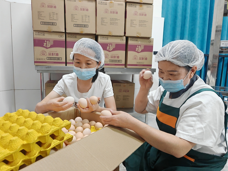 1、工作人員認真檢查雞蛋品質，把好食材驗收關。謝永恒  攝.jpg