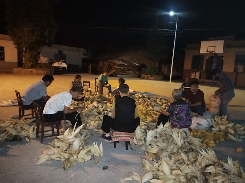 村民互助剝包谷 。劉子毅攝