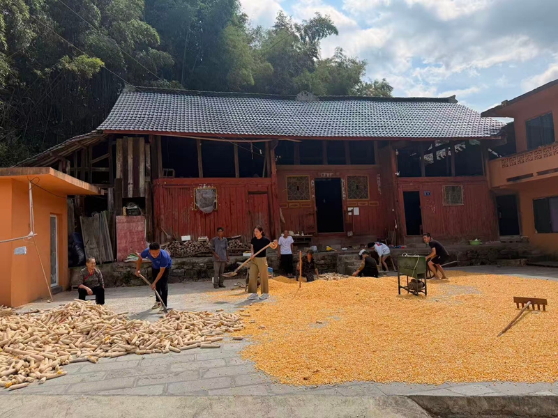 村民們齊心打包谷。劉子毅攝