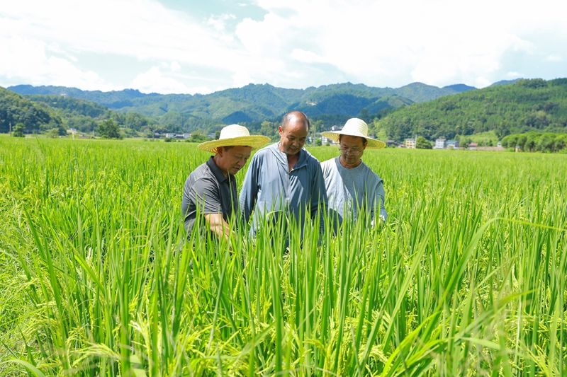劍河縣農業農村局農技人員正在巡查水稻蟲情。 劉夢攝 (1).jpg