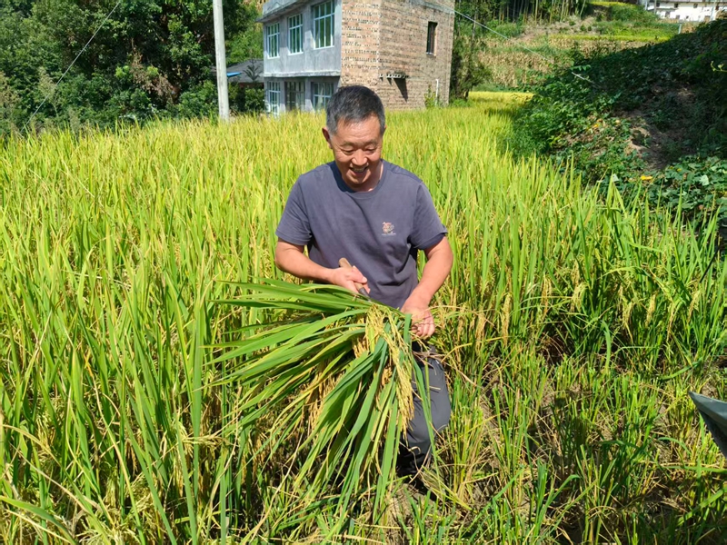 農戶手持稻穗，滿臉喜悅，豐收的幸福溢于言表。王燁 攝.jpg