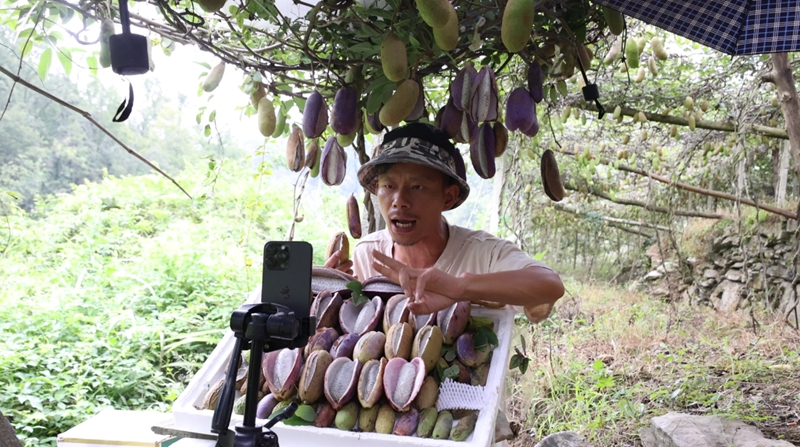 主播介紹八月瓜。