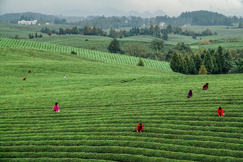 貴州省遵義市湄潭縣永興茶海。楊良強攝