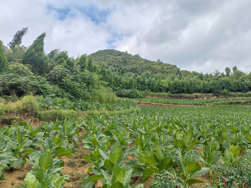 雙堡村大營盤山。姜繼恒攝
