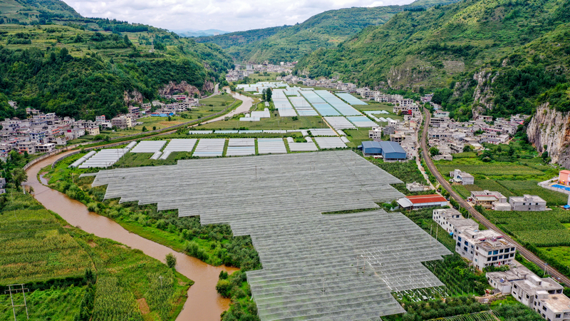 位于猴場鎮格寨村的威寧縣烏蒙綠色產業有限責任公司蘋果種植基地一角。